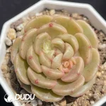 Echeveria OF994