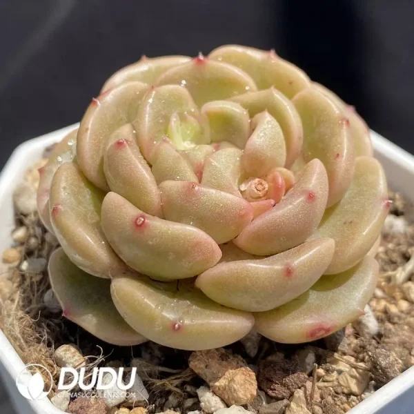 Echeveria OF994 - Image 2