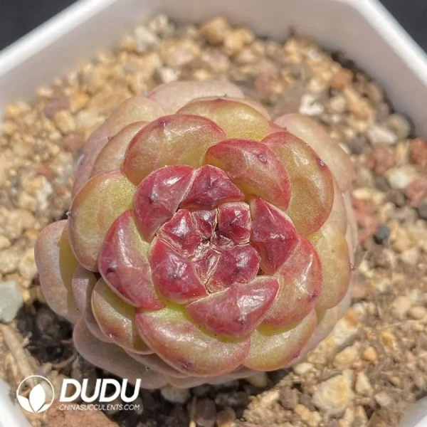 Echeveria OF1259 - Image 1