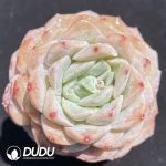 Echeveria Rock Sugar Pear