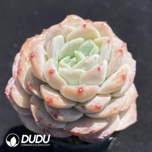 Echeveria Rock Sugar Pear - Image 2
