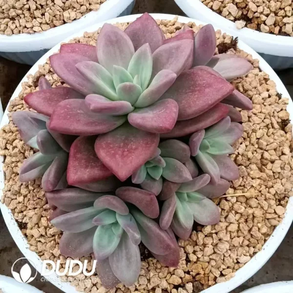 Echeveria Hephaestus Clustering - Image 1