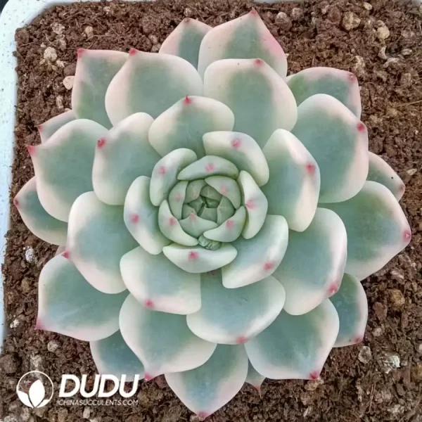 Echeveria Chihuahuensis Variegated - Image 1