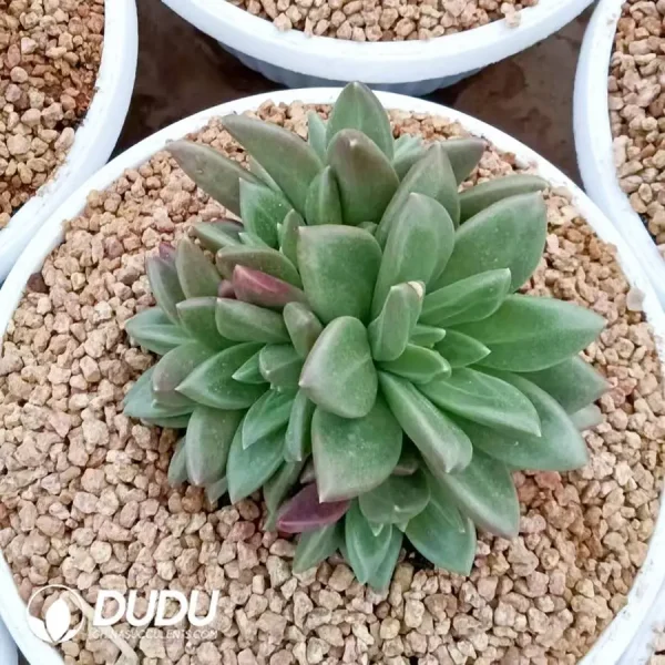 Echeveria Fog Bubble Clustering - Image 1