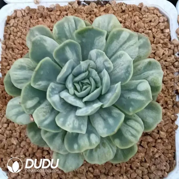 Echeveria Bubble Sand Variegated - Image 1