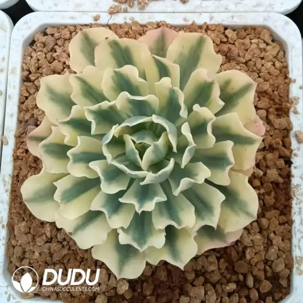 Echeveria Tsunami Variegated - Image 1