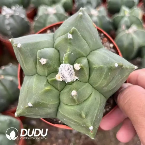1756127435-1746521545-e201.webp Astrophytum Coahuilense cv. Hakuran - Image 1