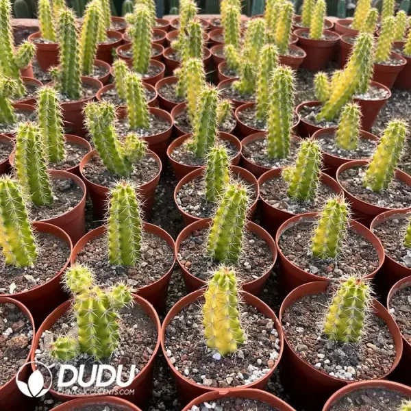 1756127439-1746521551-e202.webp Echinocereus Shrimp Variegated - Image 2