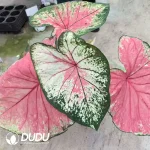 Caladium Monica Seedling(100Pcs)