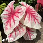 Caladium Rhapsody Seedling(100Pcs)