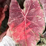 Caladium Ballet Slippers Seedling(100Pcs)