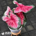 Caladium Ace of Hearts Seedling(100Pcs)