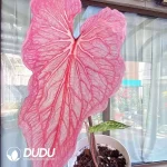 Caladium Blushing Bride Seedling(100Pcs)