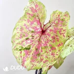 Caladium Pink Cloud Seedling(100Pcs)