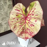 Caladium Danxia Freckles Seedling(100Pcs)