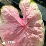 Caladium Sea King Seedling(100Pcs)