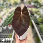 A. Papillialaminum x A. Dark Phoenix Seedling(100Pcs)