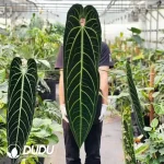 A. Warocqueanum Seedling(100Pcs)