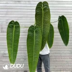 Anthurium veitchii Seeding(100pcs)