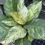 A. Hookeri Variegated Seedling(100Pcs)