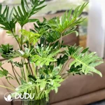 Philodendron Xanadu Seedling(100Pcs)