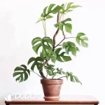 Philodendron Minima Seedling(100Pcs)