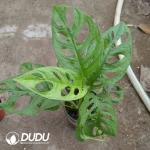 Monstera obliqua var Expilata Seedling(100Pcs)