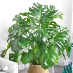 Monstera deliciosa Seedling(100Pcs)