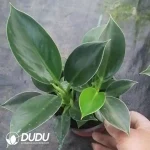 Philodenron Green Princess Seedling(100Pcs)