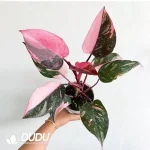 Philodendron Pink Princess Seedling(100Pcs)
