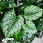 Philodendron mamei Seedling(100Pcs)