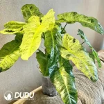 Philodendron Paraiso Verde Seedling(100Pcs)