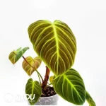 Philodendron EI choco red Seedling(100Pcs)