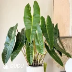 Philodendron billietiae Croat Seedling(100Pcs)