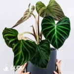 philodendron verrucosum Seedling(100Pcs)