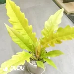 Philodendron NarrowRingof Seedling(100Pcs)