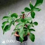 Philodendron squamiferum Seedling(100Pcs)