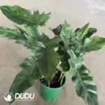 Philodendron golddragon Seedling(100Pcs)
