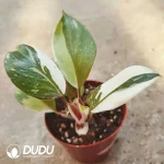 Philodendron White Knight Seedling(100Pcs)