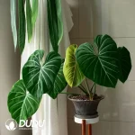 Philodendron Gloriosum Dark Form Seedling(100Pcs)