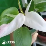 Philodendron White Princess Seedling(100Pcs)