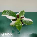 Philodendron White Wizard Seedling(100Pcs)