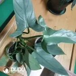 Philodendron Grey Seedling(100Pcs)