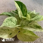 Pothos Marble Queen Seedling(100Pcs)