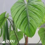 Philodendron Columbia Seedling(100Pcs)