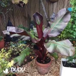 Ensete Maurelii Seedling(100Pcs)