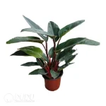 Philodendron rojo Congo Seedling(100Pcs)