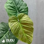 Philodendron Majestic Seedling(100Pcs)