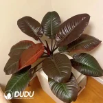 Philodendron black cardinal Seedling(100Pcs)