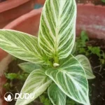 Philodendron Birkin Ribbon Seedling(100Pcs)